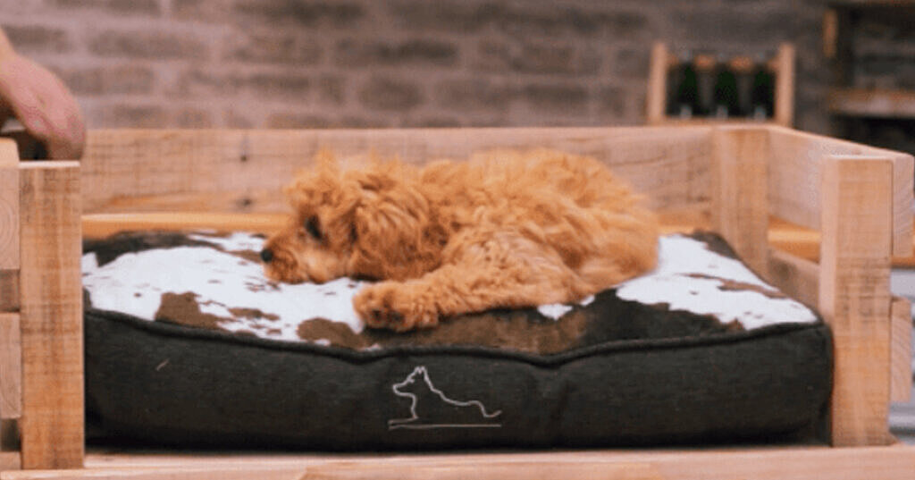 How to Make a Dog Bed: Easy DIY Ideas for Cozy Comfort
